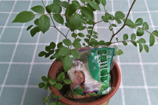 蔷薇花为什么不开，可能是浇水过多或缺少光照所致
