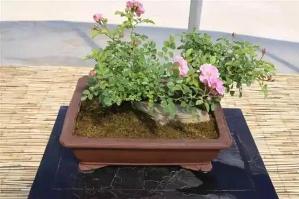 蔷薇花为什么不开，可能是浇水过多或缺少光照所致