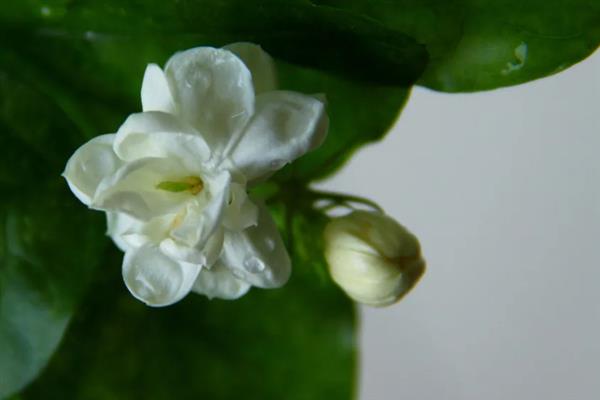 茉莉花有几个花萼，有4个花萼