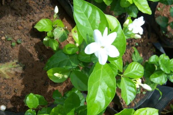 茉莉花有几个花萼，有4个花萼