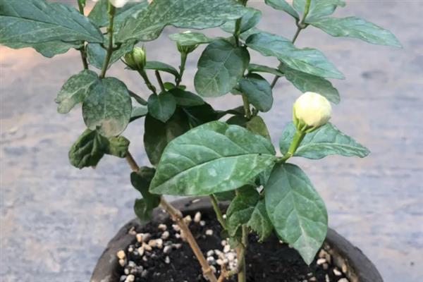 茉莉花有几个花萼，有4个花萼