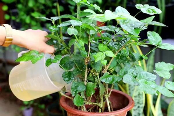 茉莉花有几个花萼，有4个花萼