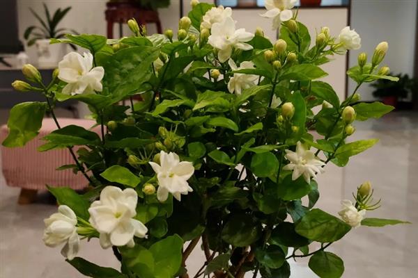 茉莉花有几个花萼，有4个花萼