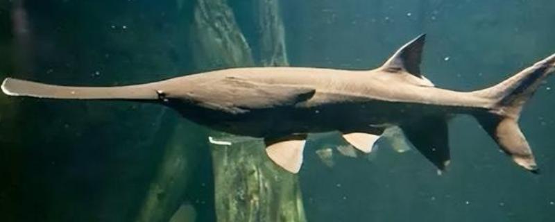 长江白鲟是什么，是匙吻鲟科白鲟属鱼类