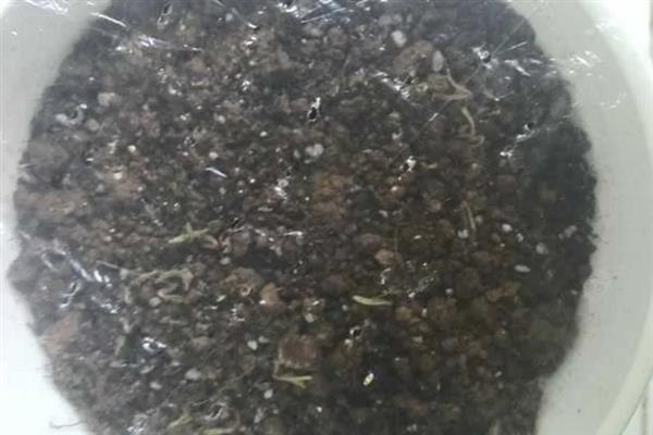 满天星盆栽的养殖方法，提供充足的阳光会开出更多花朵
