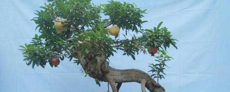 石榴冬天是否必须落叶，石榴树冬天必须落叶休眠