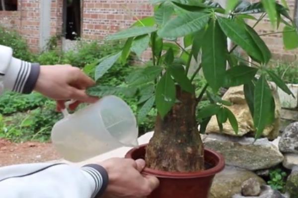 如何养活发财树，让植株接受散射光
