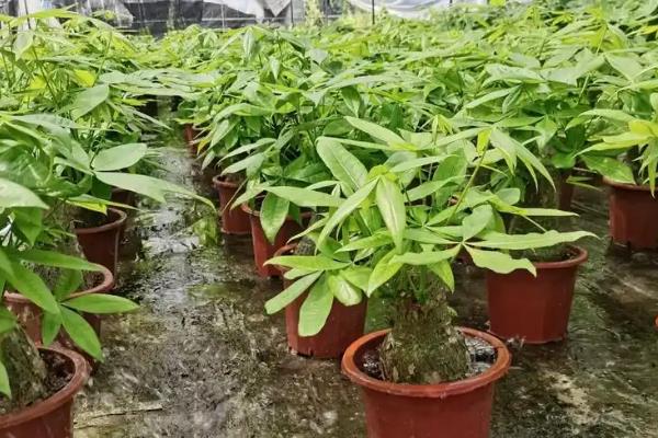 如何养活发财树，让植株接受散射光