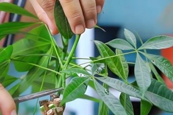 如何养活发财树，让植株接受散射光