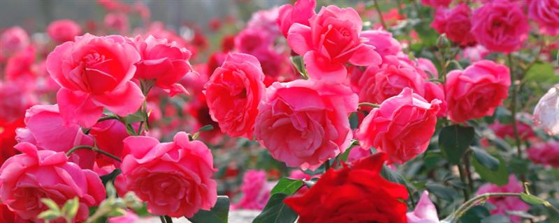 月季花怎么种植,养在通风、光照充足的位置