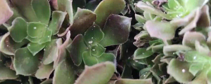 多肉出现白色虫子如何处理，可喷施酒精或杀虫剂