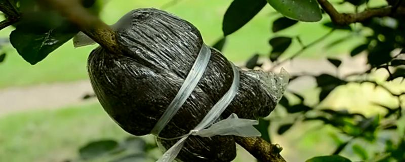 10月份能不能进行高压繁殖，可将1-2年生的健壮枝条作为繁殖对象