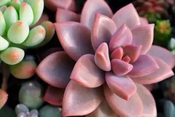 宝石花的养殖方法，生长需要较为充足的光照