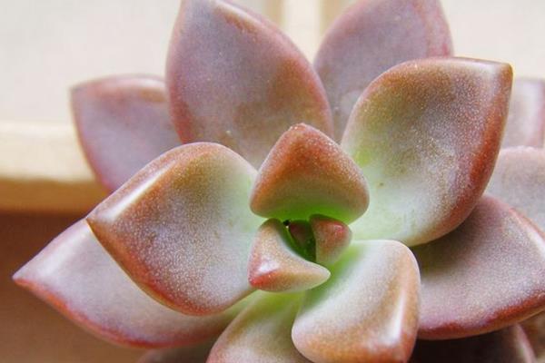 宝石花的养殖方法，生长需要较为充足的光照