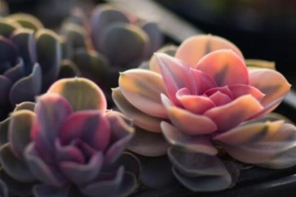 宝石花的养殖方法，生长需要较为充足的光照
