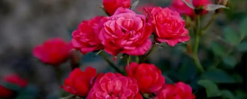 五月哪些花朵开放，有芍药花、槐花和玫瑰花等
