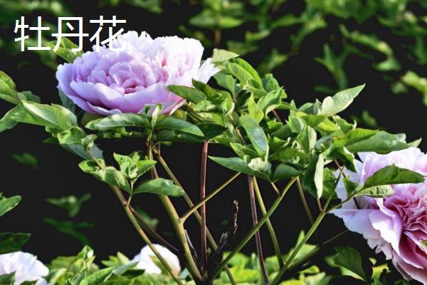 牡丹花和芍药花有什么区别，外形、叶片、花朵等方面均不同