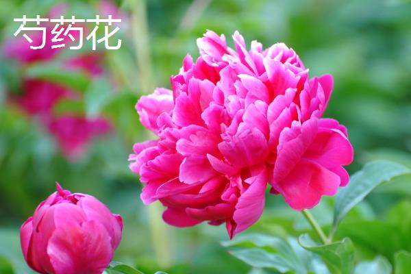 牡丹花和芍药花有什么区别，外形、叶片、花朵等方面均不同