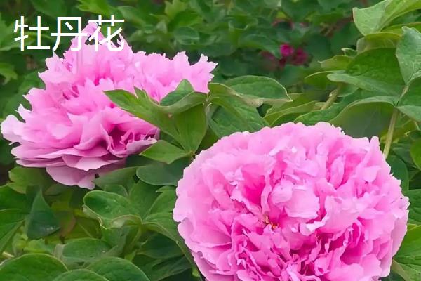 牡丹花和芍药花有什么区别，外形、叶片、花朵等方面均不同