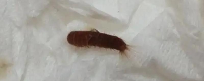消灭皮蠹幼虫的方法，可喷施专用的气雾或杀虫剂