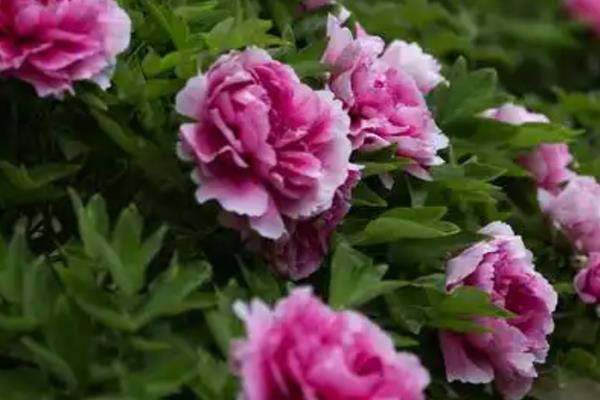 牡丹花和芍药花有什么区别，外形、叶片、花朵等方面均不同