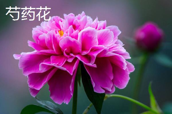 牡丹花和芍药花有什么区别，外形、叶片、花朵等方面均不同
