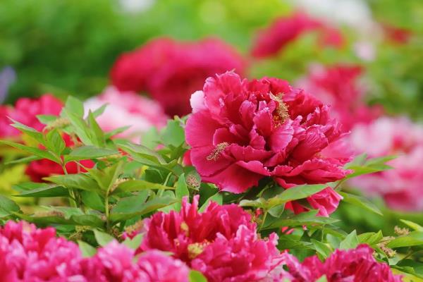牡丹花和芍药花有什么区别，外形、叶片、花朵等方面均不同