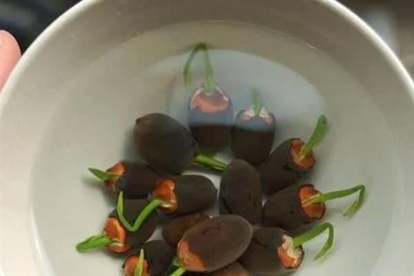荷花的发芽时间，一般为3月份