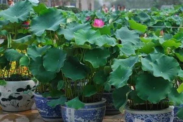 荷花的发芽时间，一般为3月份