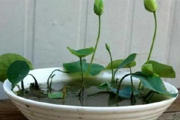 荷花的发芽时间，一般为3月份