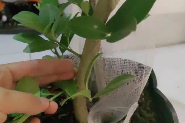 怎么修剪柠檬，对嫩梢摘心可促进分枝生长