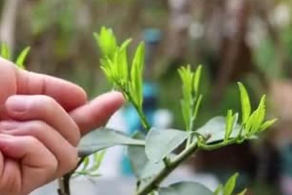 怎么修剪柠檬，对嫩梢摘心可促进分枝生长