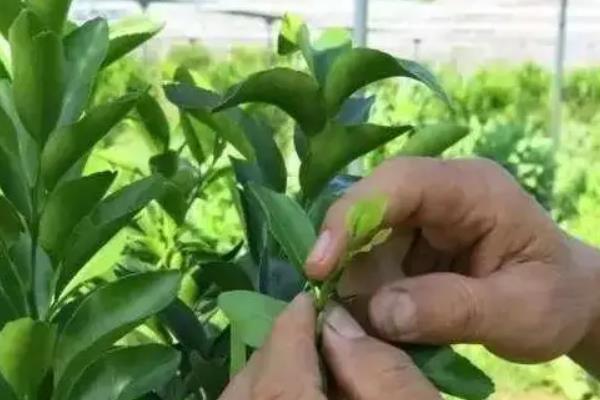 怎么修剪柠檬，对嫩梢摘心可促进分枝生长