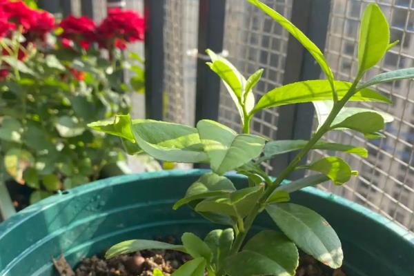 怎么修剪柠檬，对嫩梢摘心可促进分枝生长