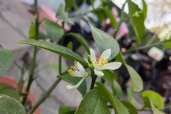 怎么修剪柠檬，对嫩梢摘心可促进分枝生长