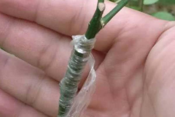 怎么修剪柠檬，对嫩梢摘心可促进分枝生长