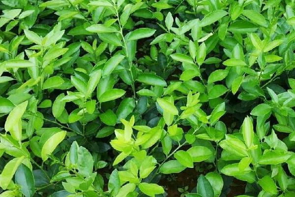 怎么修剪柠檬，对嫩梢摘心可促进分枝生长