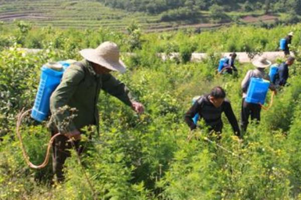 怎么修剪柠檬，对嫩梢摘心可促进分枝生长