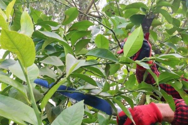 怎么修剪柠檬，对嫩梢摘心可促进分枝生长