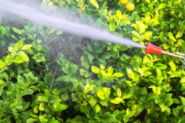 怎么修剪柠檬，对嫩梢摘心可促进分枝生长