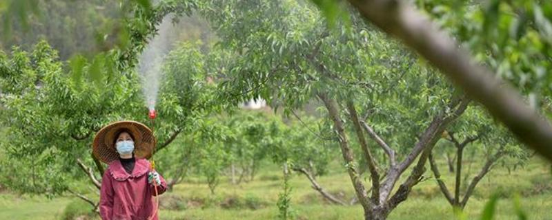 异菌脲与什么药配好，可以与多菌灵或甲基硫菌灵混用