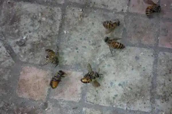 蜜蜂失王后的表现，蜂群会骚动不安