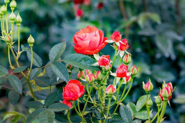 月季花怎么种植，养在通风、光照充足的位置