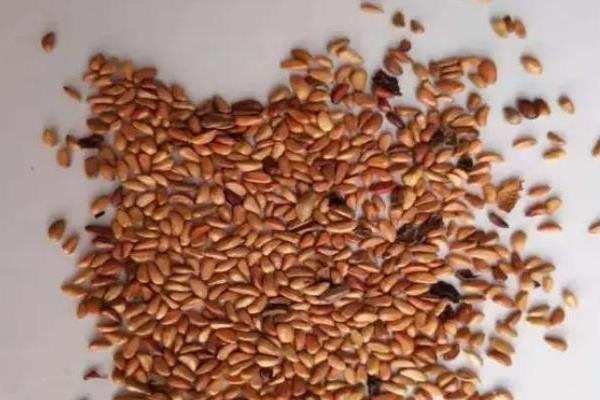 月季花怎么种植，养在通风、光照充足的位置