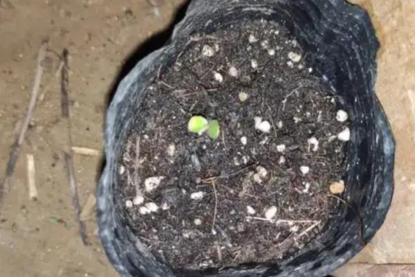 月季花怎么种植，养在通风、光照充足的位置