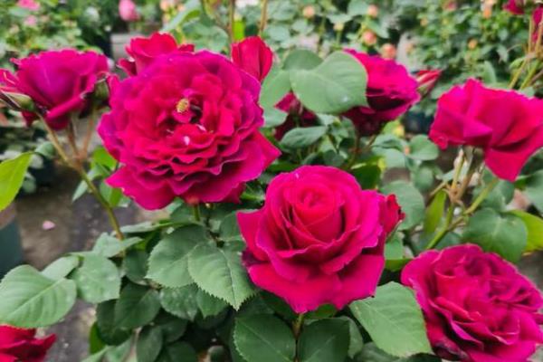 月季花怎么种植，养在通风、光照充足的位置