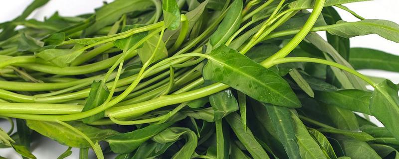 藤藤菜的越冬保存技术，不要放到潮湿的地方