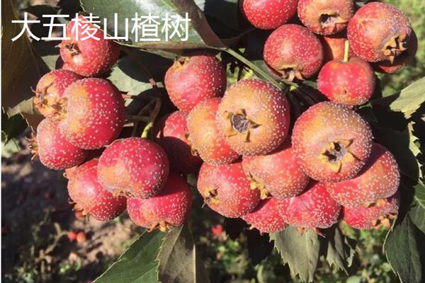 山楂树有什么品种，以大五棱山楂、大果山楂等品种为主