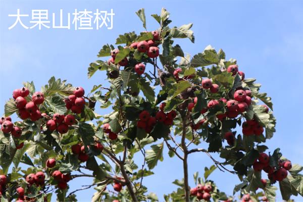 山楂树有什么品种，以大五棱山楂、大果山楂等品种为主