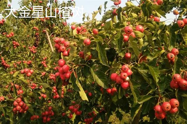 山楂树有什么品种，以大五棱山楂、大果山楂等品种为主